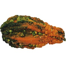 Courge décorative à surface bosselée