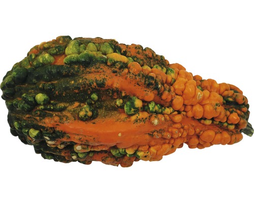 Courge décorative à surface bosselée