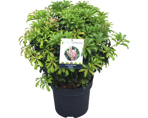 Lavendelheide Bonfire im Topf