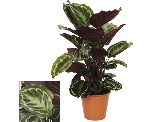 Calathea, plante d''intérieur en pot