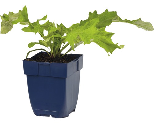 Salatpflanze im Topf