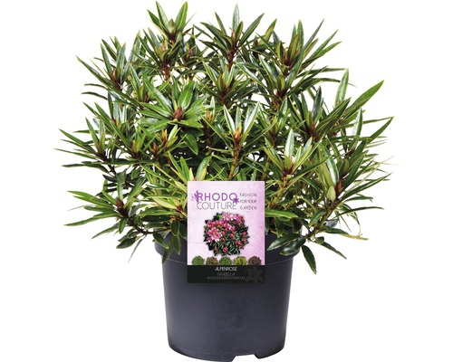 Alpenrose ''Gracella'' im Topf