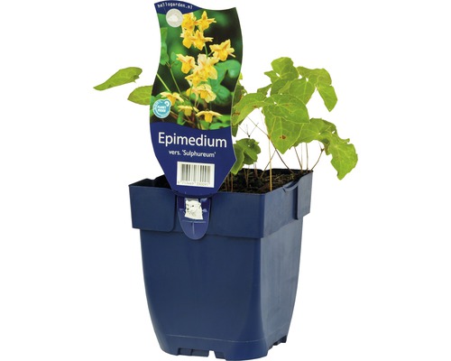 Fleur des elfes Epimedium x versicolor 'Sulphureum' h 5-30 cm Co 0,5 l (6 pièces)