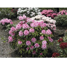 Rhododendren mit rosa Blüten im Garten.
