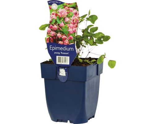 Fleur des elfes Epimedium x youngianum 'Roseum' h 5-20 cm Co 0,5 l (6 pièces) Fleur des elfes Roseum en pot