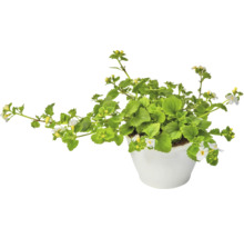 Bacopa Pflanze mit weißen Blüten in einem Topf