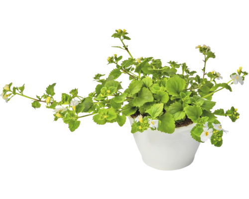Schneeflockenblume FloraSelf Bacopa x Hybride 'Gulliver Dynamic White' Ø 12 cm Topf Bacopa Pflanze mit weißen Blüten in einem Topf