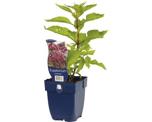 Eupatorium purpureum Pflanze im Topf