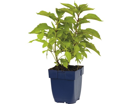 Hortensie im Topf