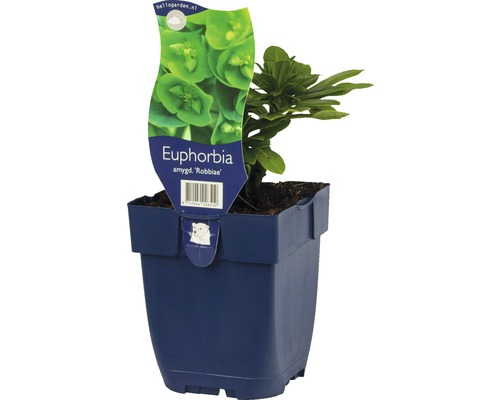 Euphorbe des bois FloraSelf Euphorbia amygdaloides subsp. robbiae h 5-40 cm Co 0,5 l Euphorbe en pot