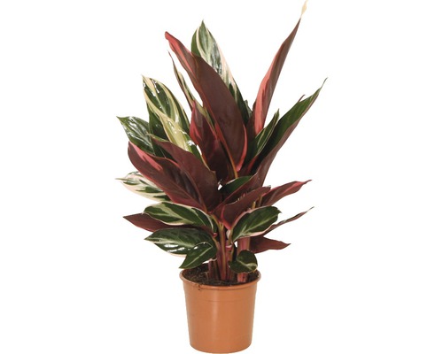 Stromanthe, Calathea FloraSelf Stromanthe sanguinea 'Triostar' H 40-50 cm Ø 14 cm pot-0