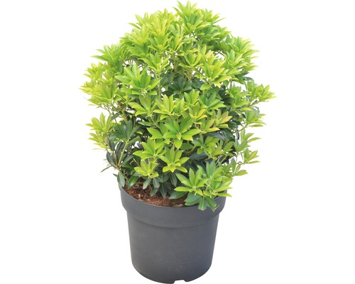 Andromède du Japon dans un pot