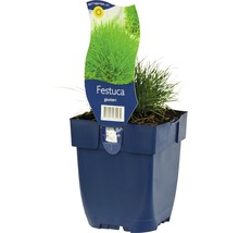 Fétuque de Gautier dans un pot