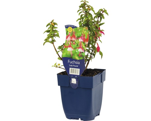 Rot-Weiße Fuchsie FloraSelf Fuchsia magellanica 'Lady Thumb' H 5-20 cm Co 0,5 L Fuchsie Lady Thumb im Topf