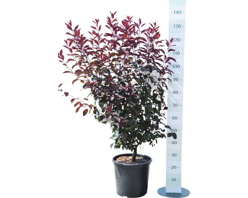 Blutpflaume im Topf mit Größenangabe