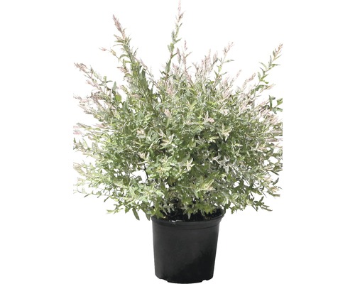 Saule crevette en pot