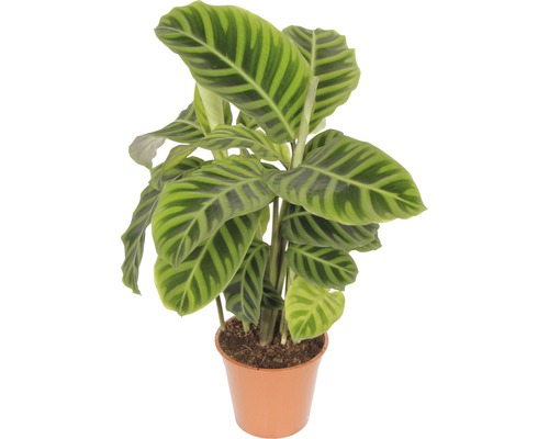 Korbmarante FloraSelf Calathea 'Zebrina' H 30-40 cm Ø 14 cm Topf