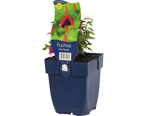 Rotviolette Fuchise FloraSelf Fuchsia magellanica 'Tom Thumb' H 5-20 cm Co 0,5 L Fuchsienpflanze ''Tom Thumb'' im Topf