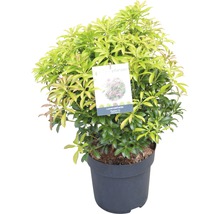Andromède FloraSelf Pieris japonica 'Passion'® H 40-50 cm Co 6 L-thumb-1