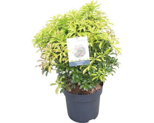 Andromède FloraSelf Pieris japonica 'Passion'® H 40-50 cm Co 6 L