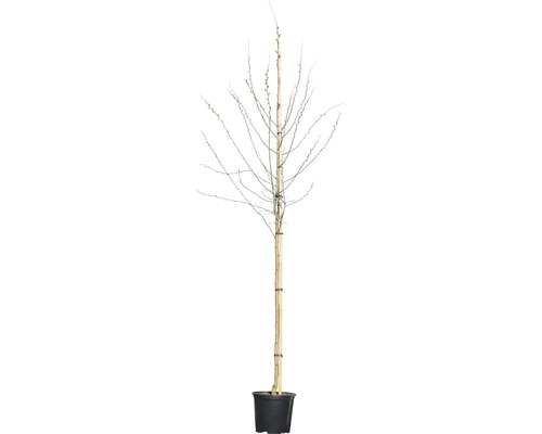 Solitärbaum im Topf mit Stützpfahl