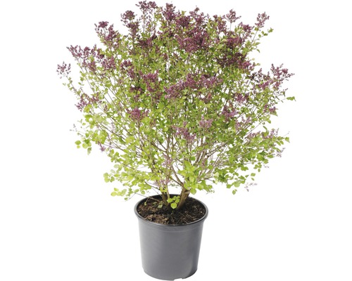 Blühender Flieder im Topf