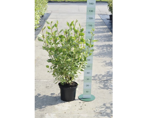 Cornouiller en pot avec indication de la hauteur