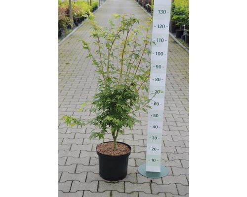 Japanischer Ahorn im Topf mit Größenangabe