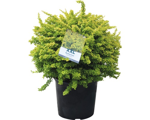 Berberitze im Topf, eine Zierpflanze für den Garten.