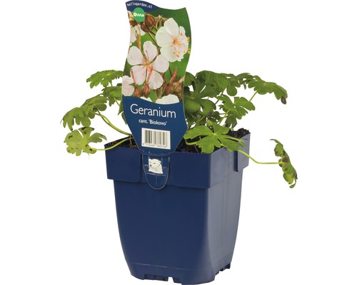 Géranium Biokovo dans un pot bleu