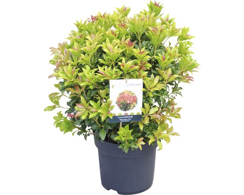 Bruyère de lavande ''Mountain Fire'' en pot