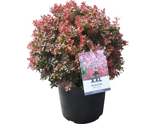 Berbéris en pot, plante ornementale pour le jardin