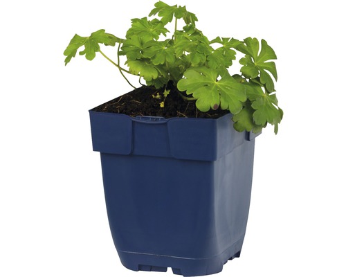 Géranium en pot bleu