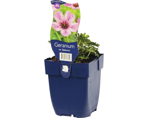Geranium Ballerina dans un pot