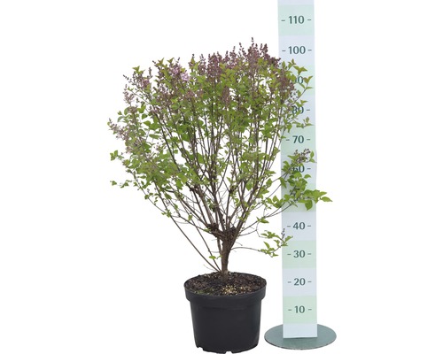 Blühender Zwergflieder im Topf mit Größenangabe