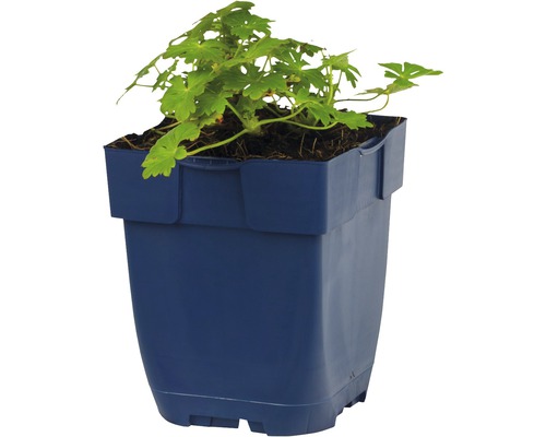 Geranie in einem blauen Pflanzgefäß