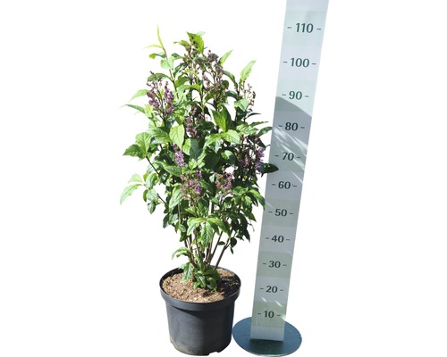 Schönfrucht Callicarpa in Topf mit Messskala