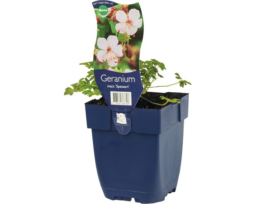 Géranium FloraSelf Geranium macrorrhizum 'Spessart' h 5-10 cm Co 0,5 l