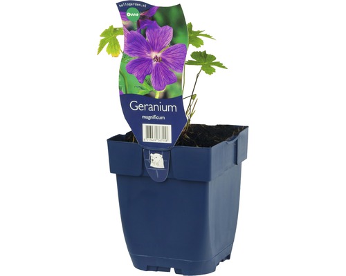 Géranium FloraSelf Geranium x maginificum h 10-20 cm Co 0,5 l