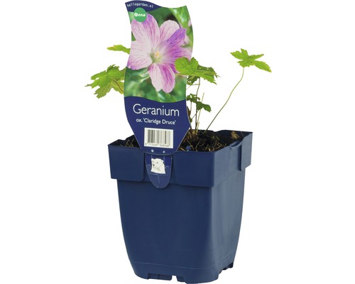 Géranium FloraSelf Geranium x oxonianum 'Claridge Druce' h 5-20 cm Co 0,5 l