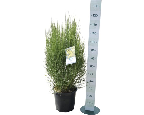 Ginster Pflanze im Topf mit Größenangabe