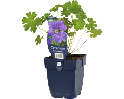 Géranium FloraSelf Geranium renardii 'Philippe Vapelle' h 5-20 cm Co 0,5 l