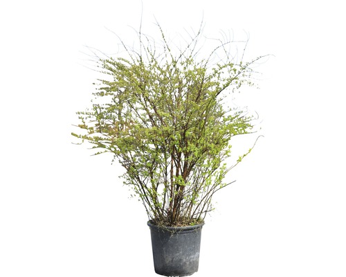 Arbuste en pot pour le jardin