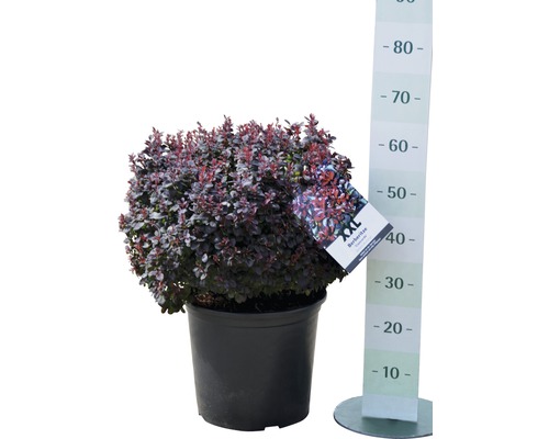 Berberitze im Topf mit Größenangabe