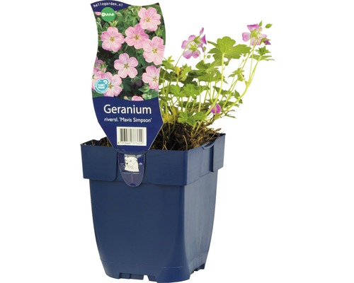Géranium FloraSelf Geranium x riversleaianum 'Mavis Simpson' h 5-25 cm Co 0,5 l