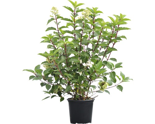 Rispenhortensie im Topf mit grünen Blättern und weißen Blüten