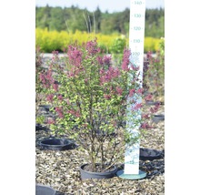 Zwerg-Duftflieder FloraSelf Syringa 'Tinkerbelle'® H 80-100 cm Co 18 L