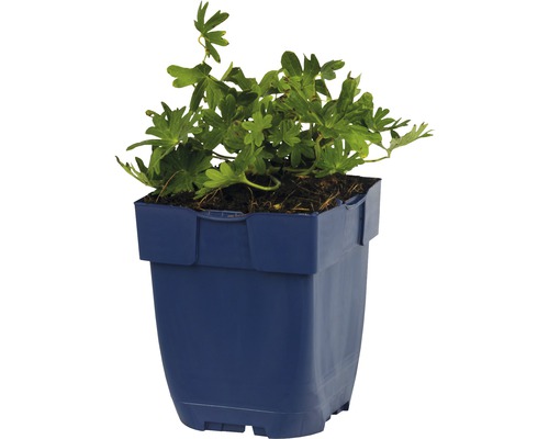Géranium dans un pot en plastique