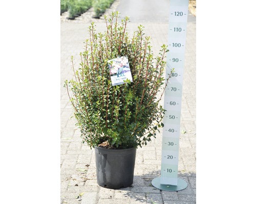 Immergrüner Strauch im Topf mit Messskala zur Größenanzeige.