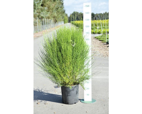 Besenginster im Topf mit Höhenangabe.